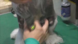 🐩Стрижка лапок КХС🐩.