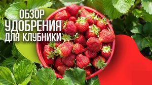 Удобрения для клубники: популярные подкормки, сравнение удобрений.
