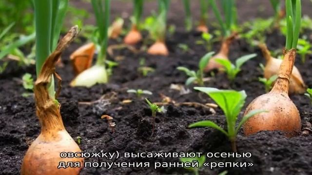 Когда сажать семейный лук под зиму и можно ли на Урале смотреть онлайн