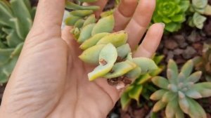 Crassula Perforata : Let's fix and propagate it . #crassula #succulentscare #crassulaceae