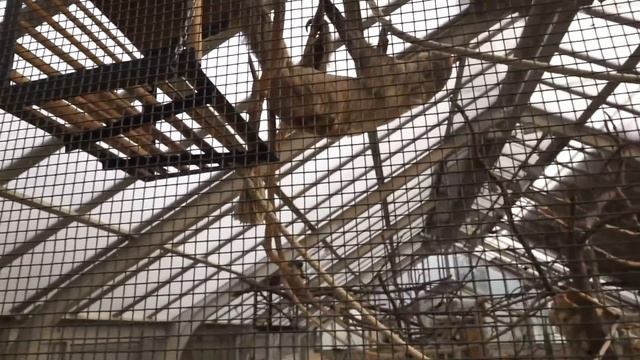 Budapest Vlog | Budapest Zoo, Monument, Széchenyi Thermal Bath | Hidden Gem? | Budapest Travel Guid смотреть онлайн