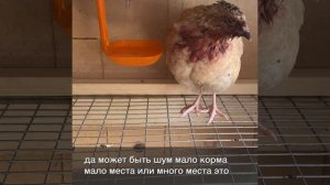 Расклёв. Перепела подрались. Причины и что делать.