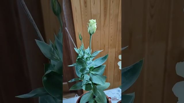 Эустома. Многолетний цветок. смотреть онлайн