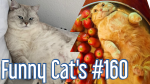 Смешные коты #160