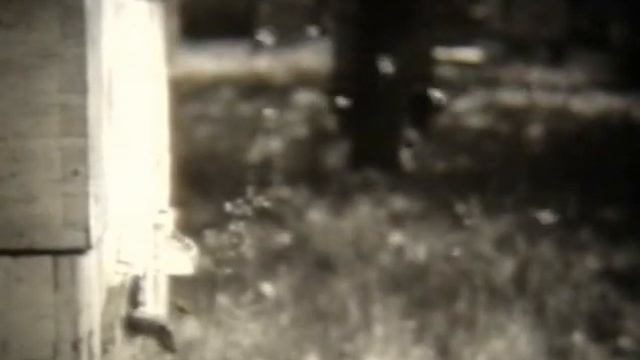 Жизнь пчелиной семьи смотреть онлайн