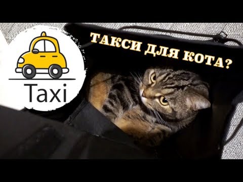 Такси кот. Кот в такси. Кошка на такси. Кот такса. Такси для котов.