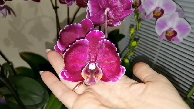 ЦЕЛЫЙ балкон орхидей. смотреть онлайн