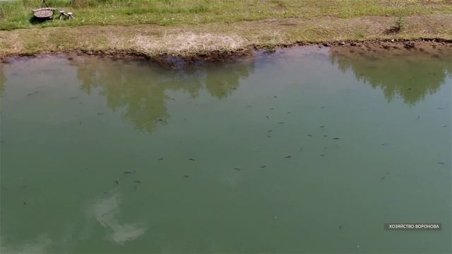 Замечательный туман над прудом с рыбой смотреть онлайн