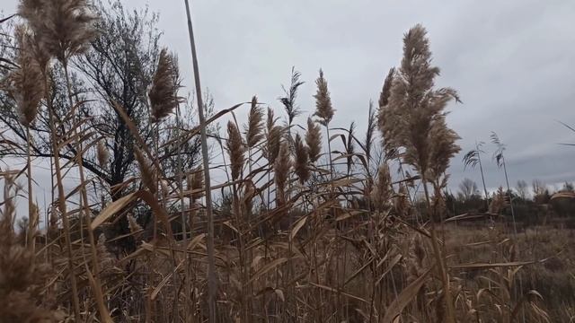 30 ноября народный праздник ГРИГОРЬЕВ ДЕНЬ. ЧУДОТВОРЕЦ. народные приметы и поверья смотреть онлайн