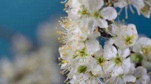 Красивая музыка! Сборник лучших мелодий, от которых мурашки по телу! Сергей Грищук