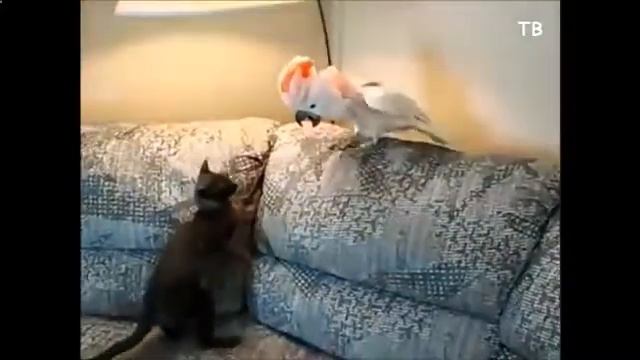 Смешной котенок поднимает лапки вверх  другие кошки приколы 174617