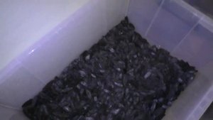 ФСБ показала изъятую контрабанду стоимостью 4 млн р. Сухой трепанг в гараже, Вл-к, апрель 2020