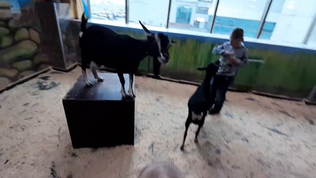 Дети кормят коз в контактном зоопарке #контактныйзоопарк
