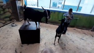 Дети кормят коз в контактном зоопарке #контактныйзоопарк