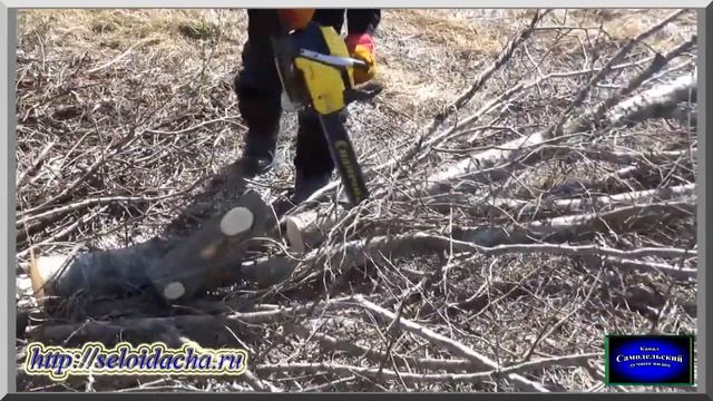 Дешевая китайская цепная бензопила "Champion 254". Спиливание дерева (валка деревьев). Колка дров