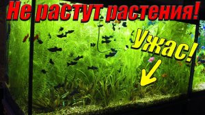 Не растут растения в аквариуме! [Решил проблему с растениями самым лучшим способом!]