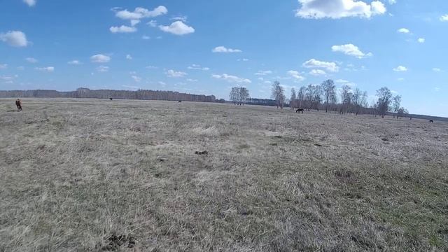 Телеген аул в Щербакульском районе Омской области_Telegen aul in the Omsk region