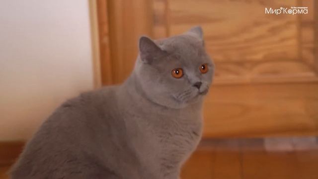 Лиловый и мягкий британский кот Саймон