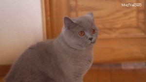 Лиловый и мягкий британский кот Саймон