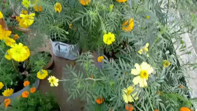 என் மாடி தோட்டத்தில் பூத்த வித்தியாசமான அழகிய பூக்களும், பூச்செடிகள் வளர்ப்பு முறையும்!! Part-1 смотреть онлайн