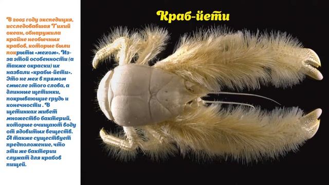 Проектная работа Жители морей и океанов смотреть онлайн