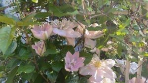 [Clematis]  Innocent Blush in Luna's Rose Garden 2023