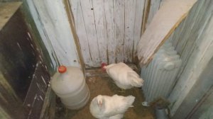 Замерзла вода в курятнике, Что делать? Автономный птичник