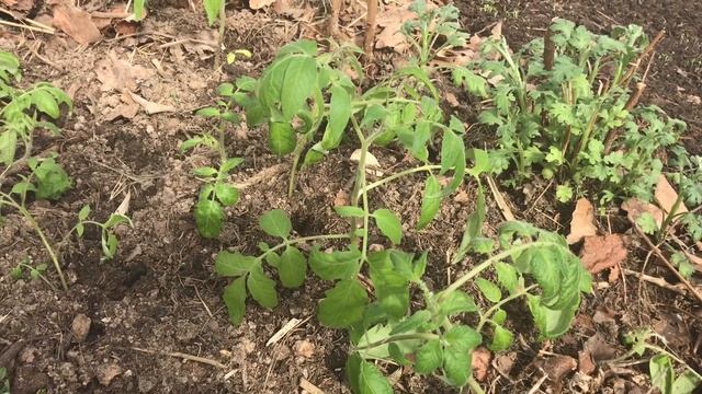 Рассада томатов в неотапливаемом парнике через 5 дней 21 апреля смотреть онлайн