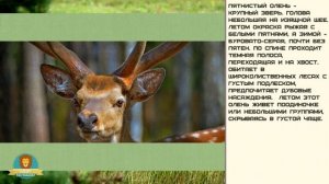 Мир малышам | Развивающие видео для детей | Пятнистый олень