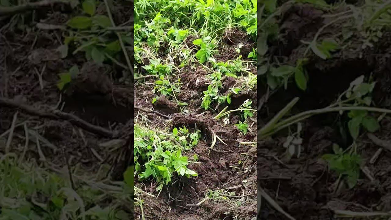 #металокоп Находка огонь смотреть онлайн