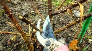 Уход за розами весной после зимовки