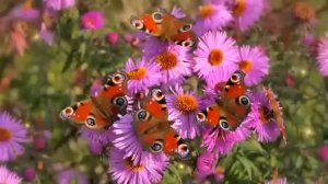 Анна Зубкова - Наследница старца Зосимы, озвучивает  [Nikosho]