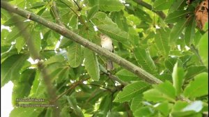 Brownish Elaenia 01 - Muyuna Lodge, Iquitos - Peru.