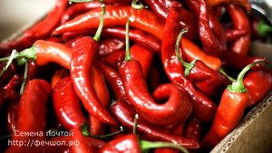 Способы борьбы с долгоносиком на клубнике