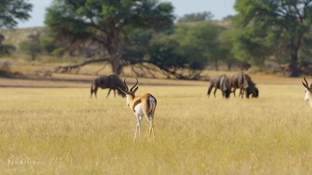 5K African Wildlife - Virtual Trip to Kgalagadi Transfrontier Park, South Africa - 1 Hour Video смотреть онлайн