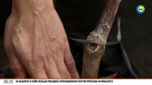 Полезные советы: как правильно выбрать саженцы черешни