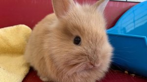 У нас новый питомец - декоративный карликовый кролик