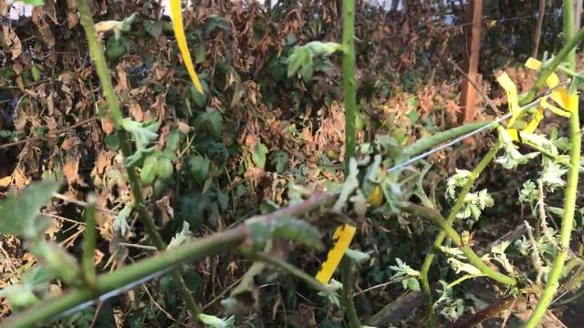 Ежевика Карака блэк в теплице - ночные заморозки в конце марта смотреть онлайн