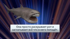 Большеротая акула. Хищный гигант рекордных глубин. глубоководный монстр!