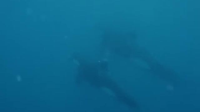 Orca diving смотреть онлайн