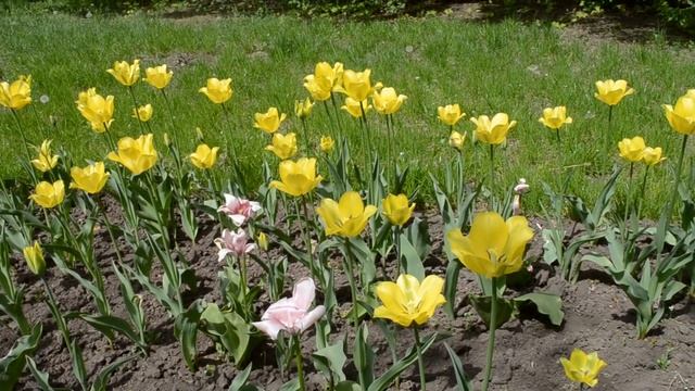 Клумба с желтыми тюльпанами смотреть онлайн