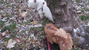 Уэст-терьер и норфолк-терьер