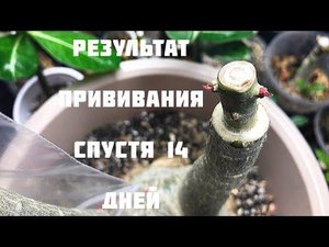 Адениум. Результат прививания спустя 14 дней
