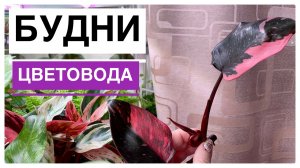 Будни цветовода _ Размножение филодендронов _ 26.04.2022г..mp4