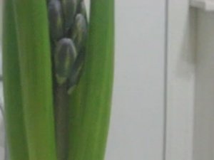 Как ухаживать за гиацинтом? Рассказываю как ухаживать за цветком.