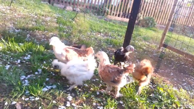 Цыплята Фавероля и Китайские шелковистые смотреть онлайн