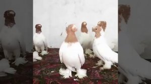 Голуби Ботошанский турман(Pigeons Botoshansky turman)