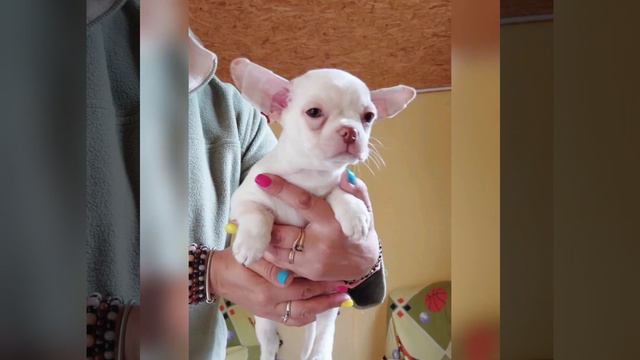 Василиса Прекрасная и ее родители чихуахуа ПРОДАЖА питомник Кастропуло Крым 89787458062 смотреть онлайн