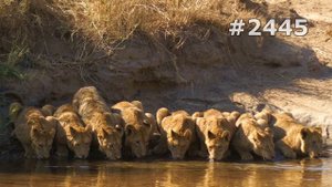 #2445. Львы (В мире животных)