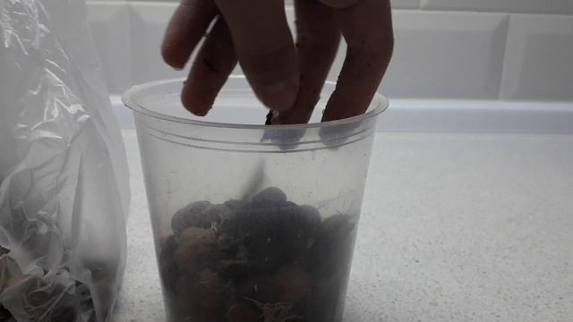 ОРХИДЕЯ БЕЩ КОРНЕЙ|ЧТО делать?Как реанимировать? смотреть онлайн